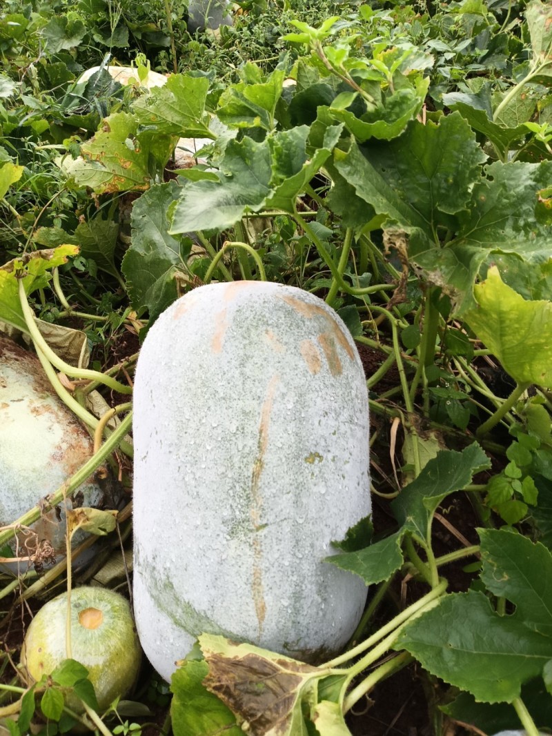 白皮冬瓜