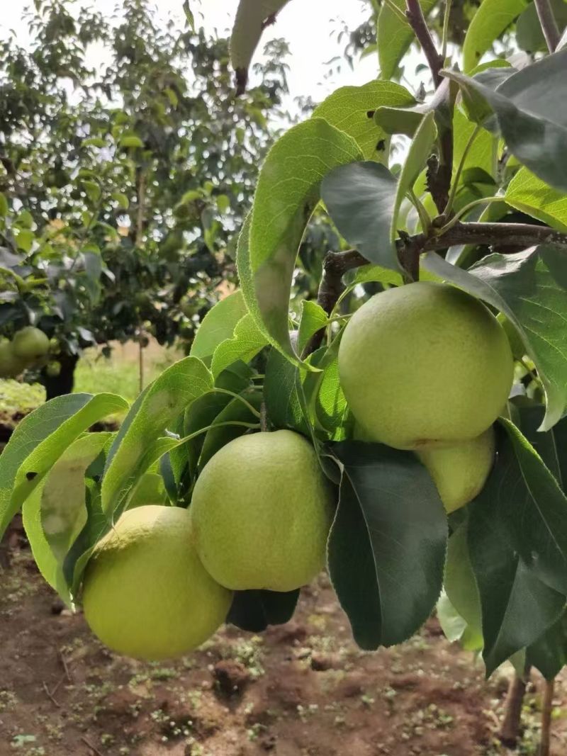 呈贡宝珠梨