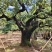 呈贡宝珠梨