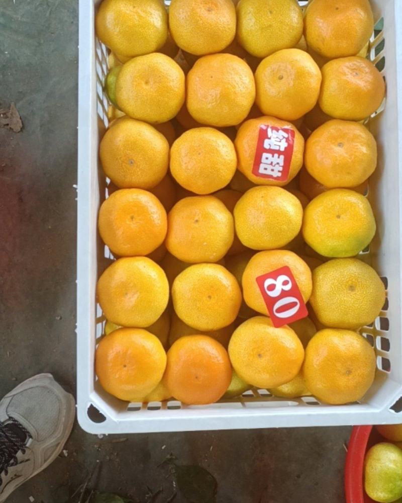 福建永安小陶特早密桔