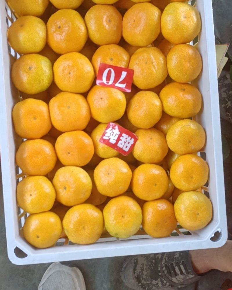 福建永安小陶特早密桔