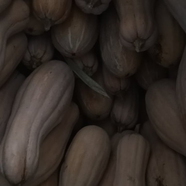 密本老南瓜