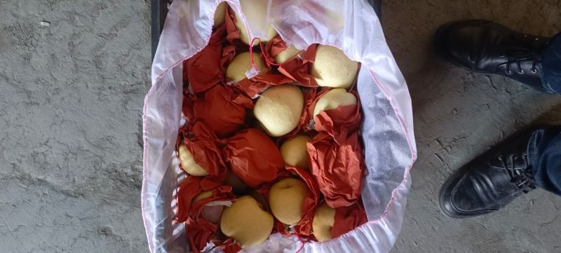 延长酥梨，砀山梨