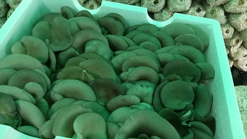 鲜平菇