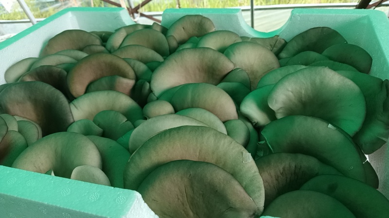 鲜平菇