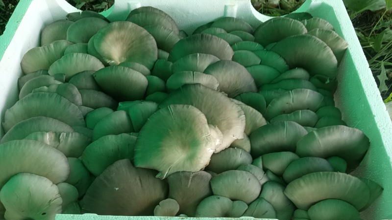 鲜平菇