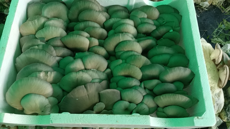 鲜平菇