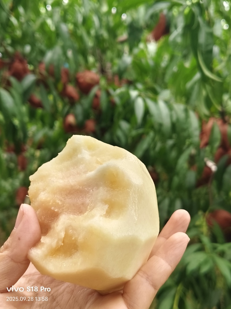 金秋红蜜