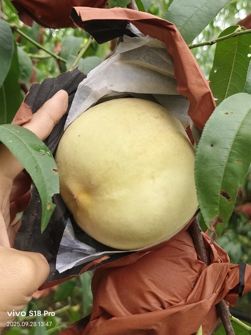金秋红蜜