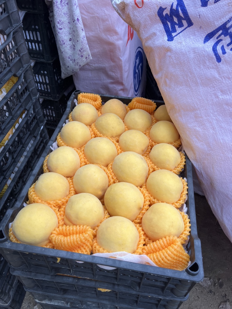 黄桃，黄金蜜四号，黄金脆