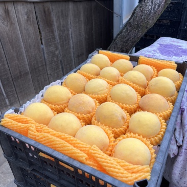 黄桃，黄金蜜四号，黄金脆