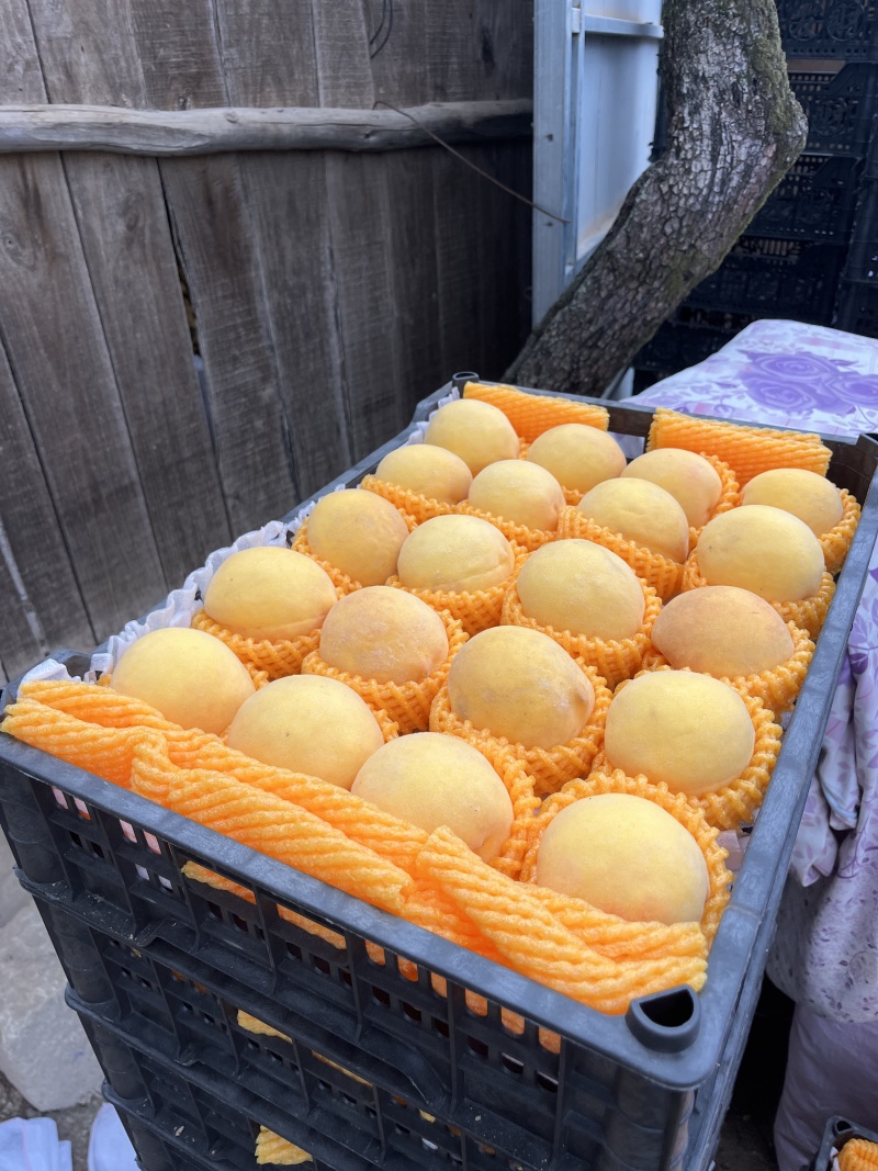 黄桃，黄金蜜四号，黄金脆