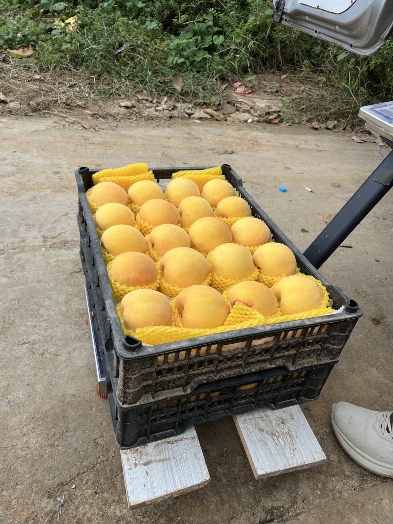 黄桃，黄金蜜四号，黄金脆