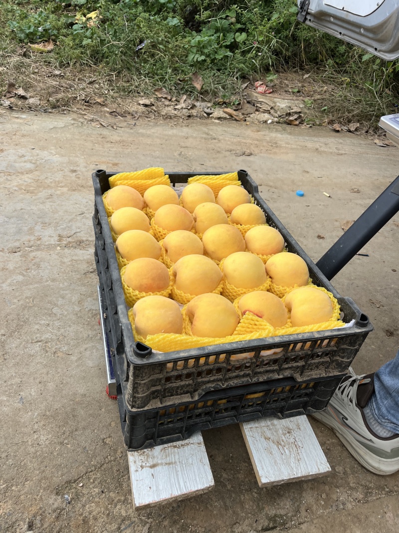 黄桃，黄金蜜四号，黄金脆