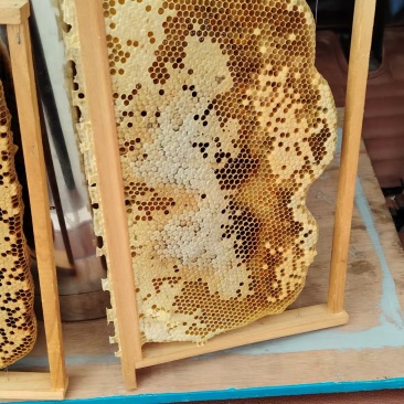 土蜂蜜