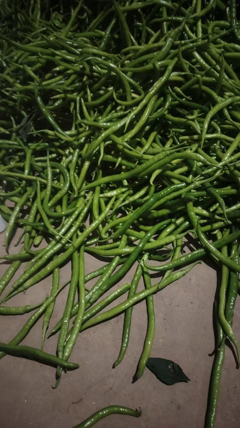 精品线椒，黄皮，青皮，黑皮都有