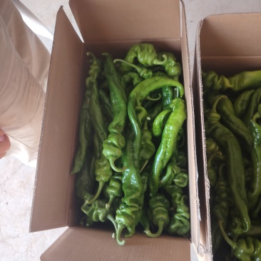 精品螺丝椒。通货螺丝，电商货