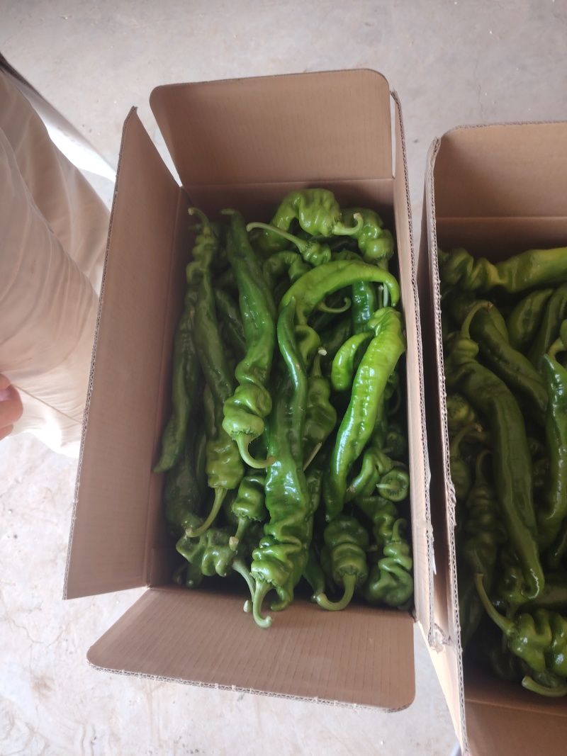 精品螺丝椒。通货螺丝，电商货