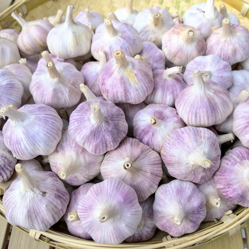 江苏邳州精品大蒜