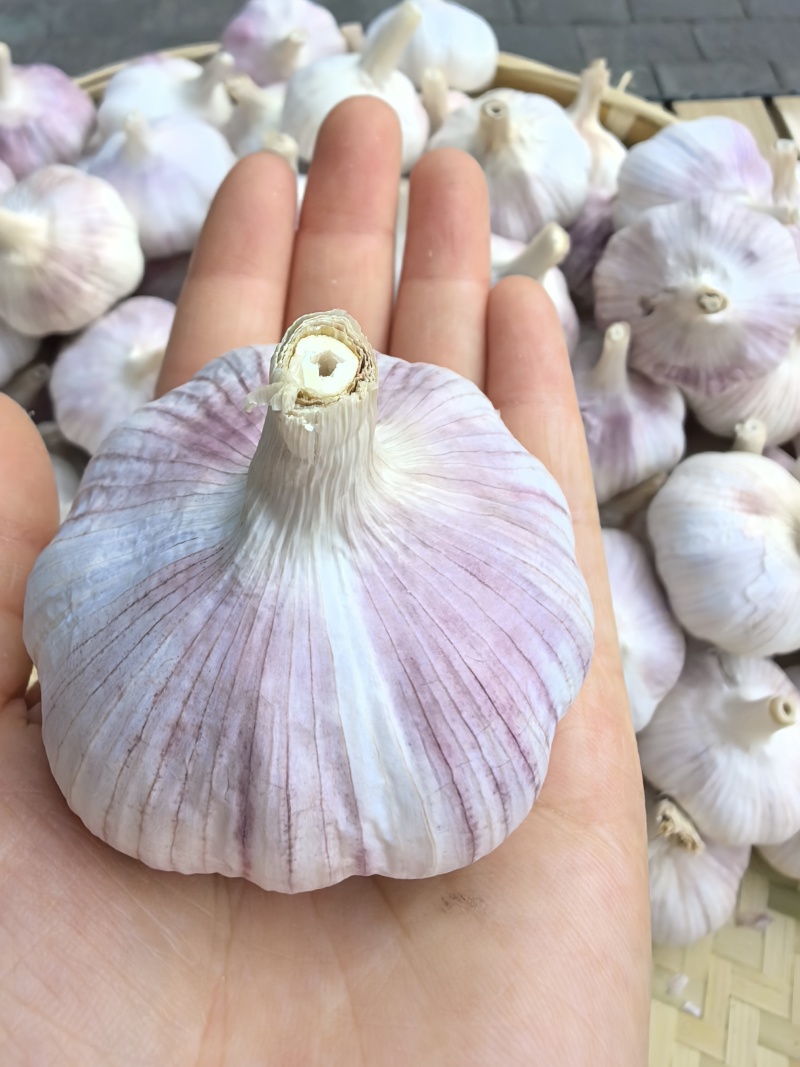江苏邳州精品大蒜