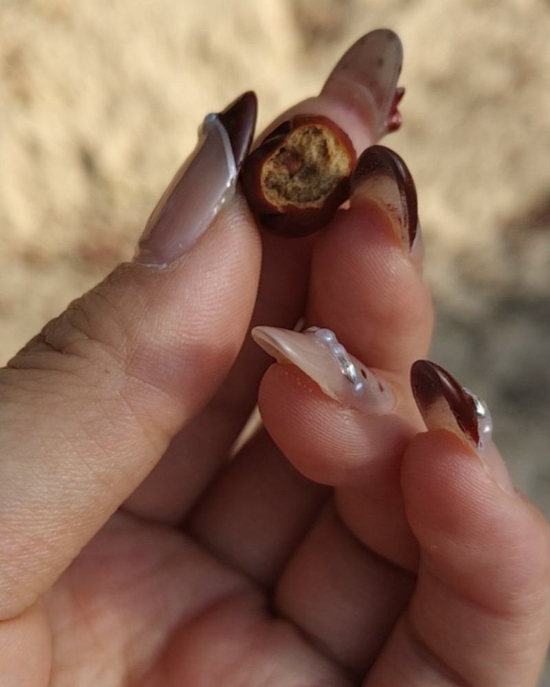 野生酸枣