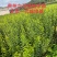 蜂糖李，树苗！