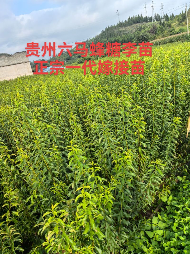 蜂糖李，树苗！
