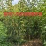 蜂糖李，树苗！