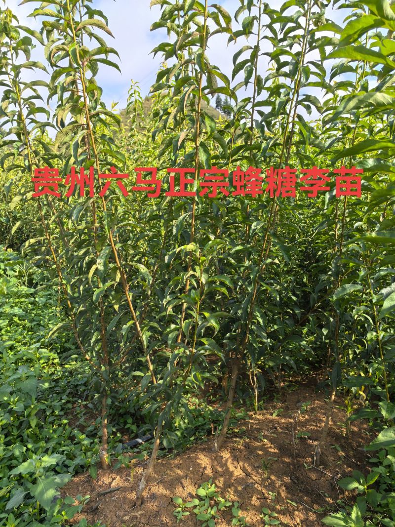 蜂糖李，树苗！