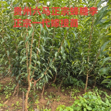 蜂糖李，树苗！