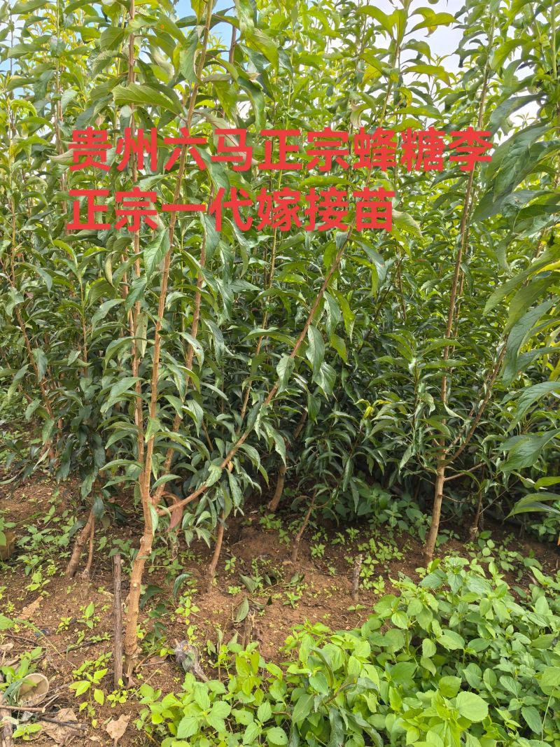 蜂糖李，树苗！