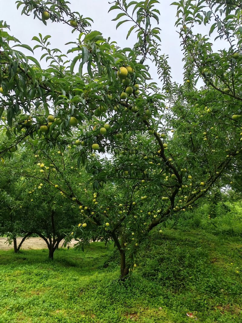 蜂糖李，树苗！
