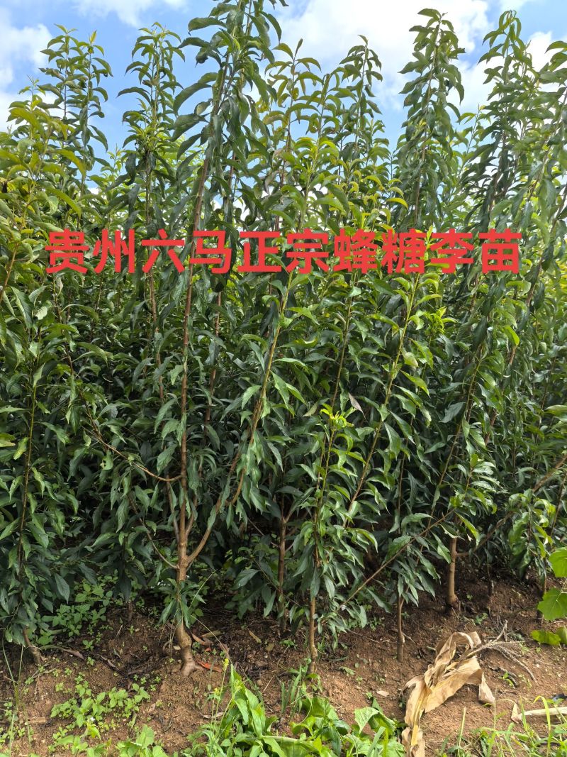 蜂糖李，树苗！