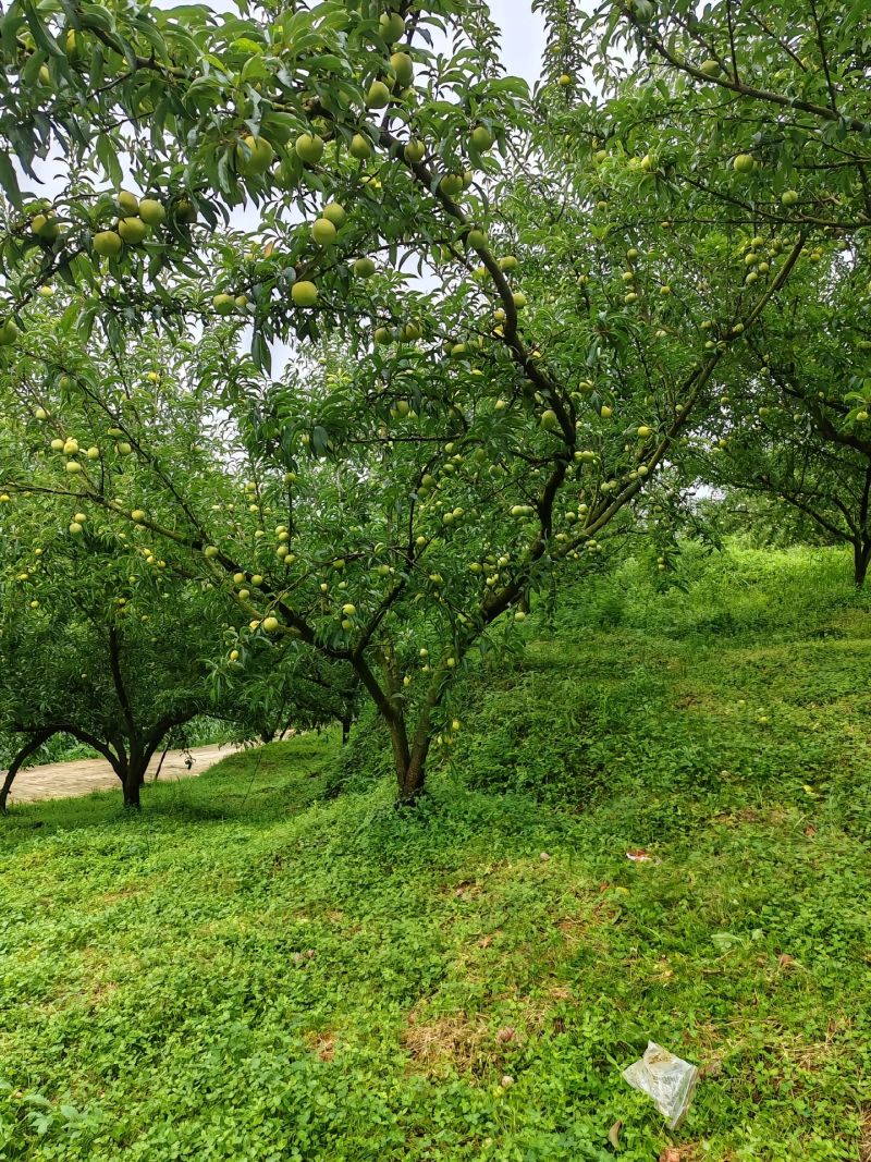 蜂糖李，树苗！