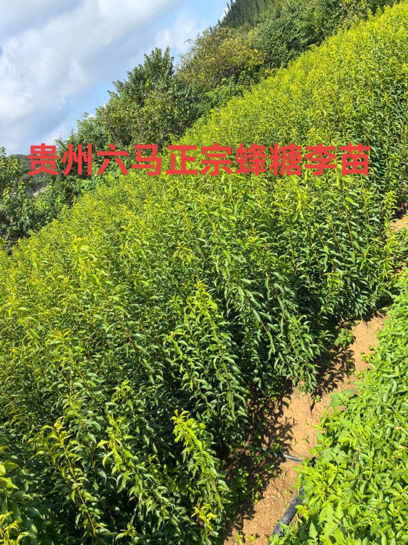 蜂糖李，树苗！