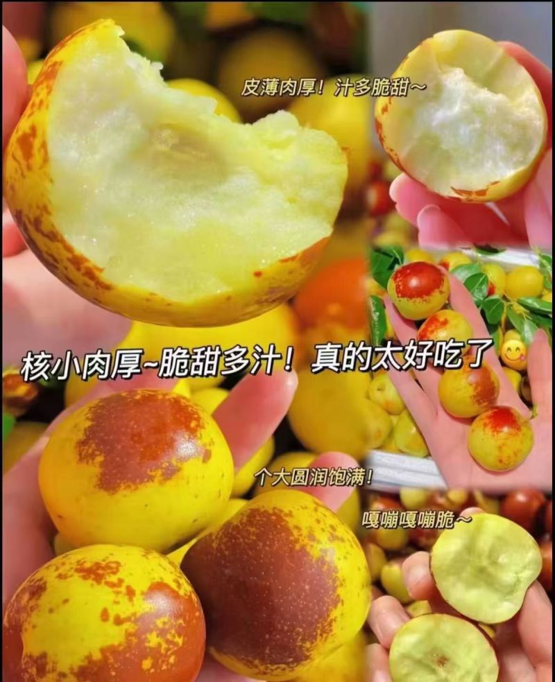 黄骅冬枣