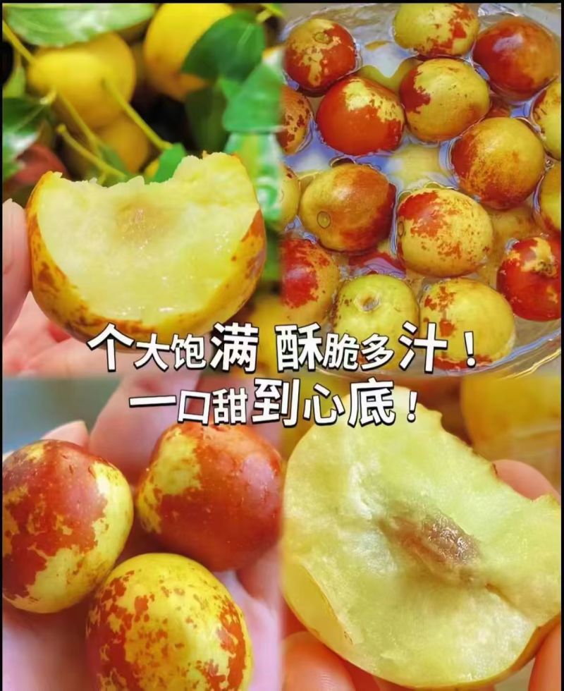 黄骅冬枣