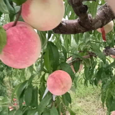 山东脆甜金秋红蜜映霜红冬桃