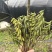 毛兹菇果夹