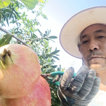 西昌突尼斯软籽石榴