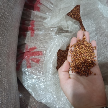 红缨子高粱
