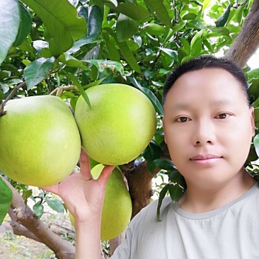 红心蜜柚