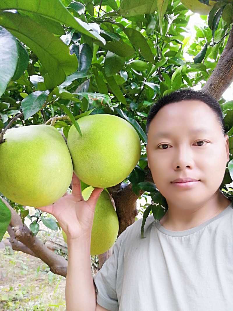 红心蜜柚