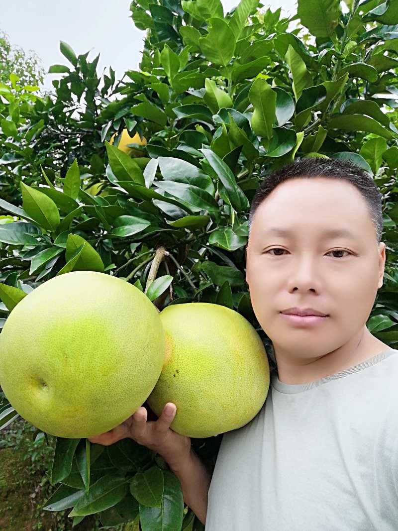 红心蜜柚