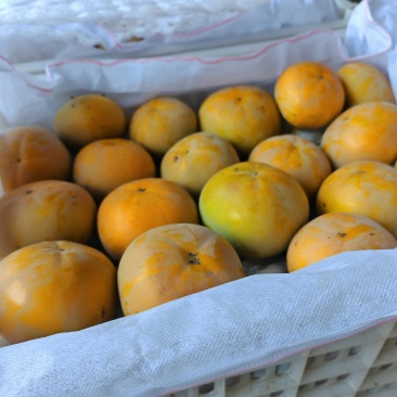 太秋脆甜柿