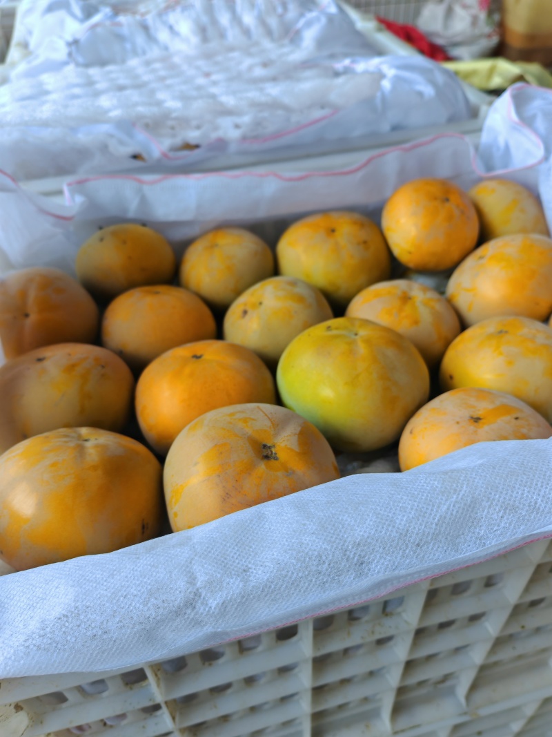 太秋脆甜柿
