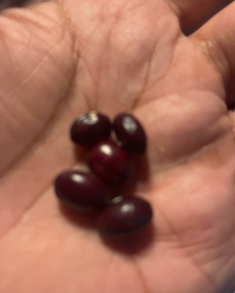 紫砂芸豆