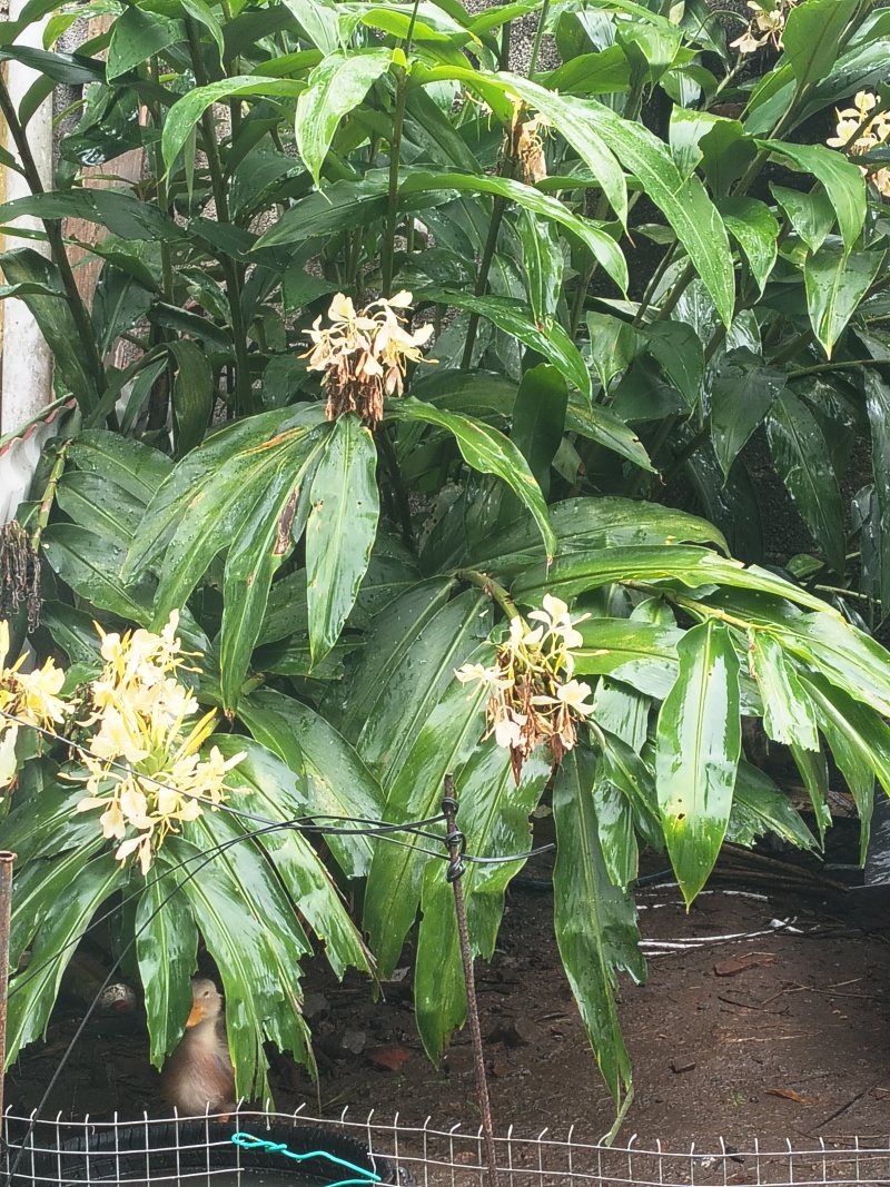 大黄姜