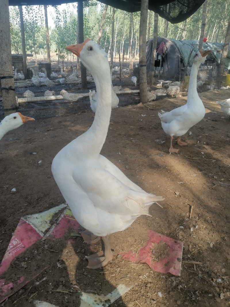 大鹅
