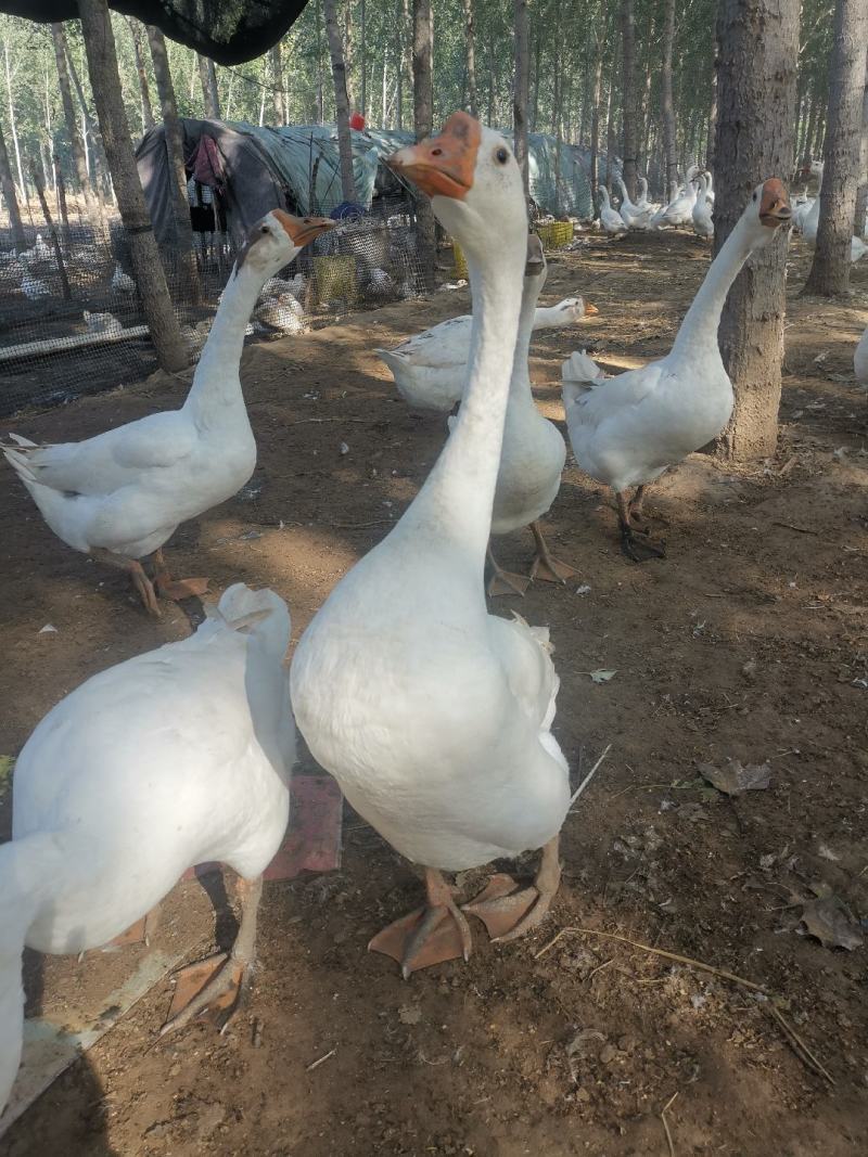 大鹅